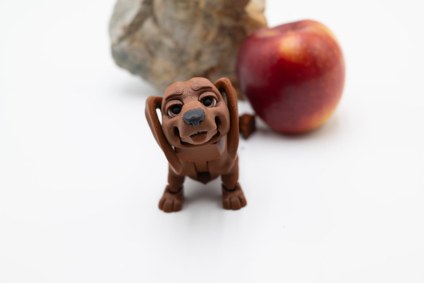 Dachshund