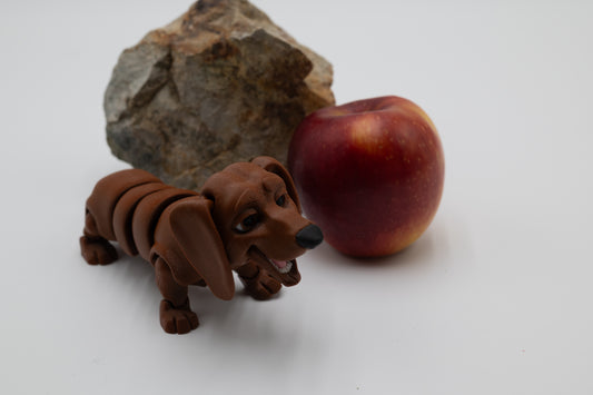 Dachshund